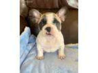 French Bulldog Puppy for sale in Devils Lake, ND, USA