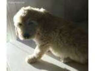 Goldendoodle Puppy for sale in LONE OAK, TX, USA
