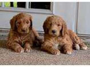 Goldendoodle Puppy for sale in Hohenwald, TN, USA