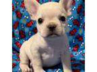 French Bulldog Puppy for sale in Coweta, OK, USA