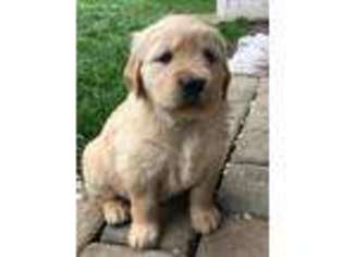 Golden Retriever Puppy for sale in Mohnton, PA, USA