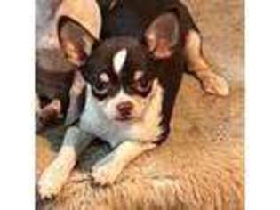 Chihuahua Puppy for sale in Cass City, MI, USA
