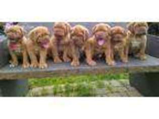 American Bull Dogue De Bordeaux Puppy for sale in Wooster, OH, USA