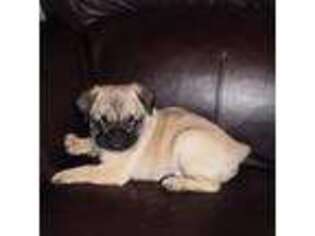Pug Puppy for sale in New Castle, IN, USA
