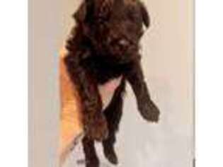 Mutt Puppy for sale in Sandy, OR, USA