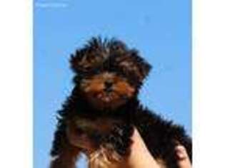 Yorkshire Terrier Puppy for sale in Peculiar, MO, USA
