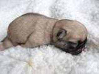 Mutt Puppy for sale in DECATUR, TN, USA