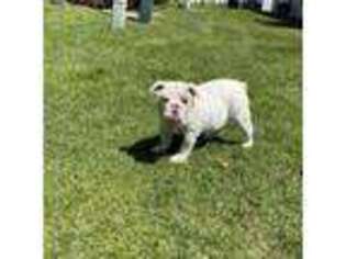 Bulldog Puppy for sale in Machesney Park, IL, USA