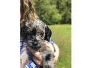 Labradoodle Puppy for sale in Thomasville, GA, USA