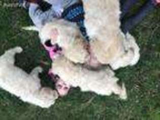 Goldendoodle Puppy for sale in Plainwell, MI, USA