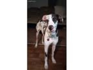 Great Dane Puppy for sale in Lancaster, CA, USA