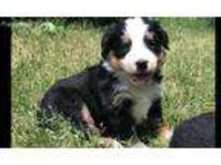 Bernese Mountain Dog Puppy for sale in Lynchburg, VA, USA