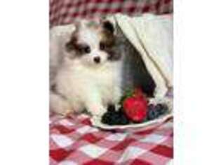 Pomeranian Puppy for sale in Blue Island, IL, USA