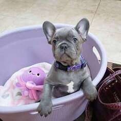 French Bulldog Puppy for sale in Sumter, SC, USA