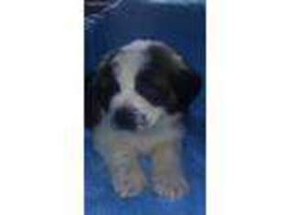 Saint Bernard Puppy for sale in Fresno, OH, USA