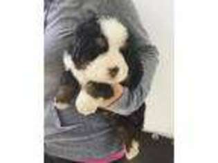 Bernese Mountain Dog Puppy for sale in Keenesburg, CO, USA