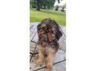 Brussels Griffon Puppy for sale in Sterling Heights, MI, USA
