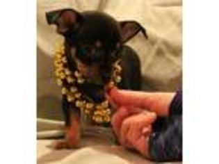 Chihuahua Puppy for sale in Montrose, MN, USA