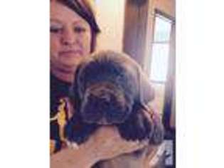 Cane Corso Puppy for sale in MECHANICSVILLE, VA, USA