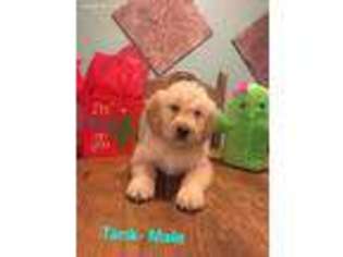 Goldendoodle Puppy for sale in El Campo, TX, USA