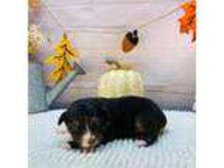 Miniature Australian Shepherd Puppy for sale in Bogue Chitto, MS, USA