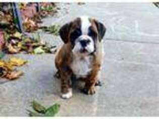 Bulldog Puppy for sale in Chelsea, MI, USA