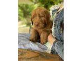 Labradoodle Puppy for sale in Saltillo, MS, USA