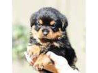 Rottweiler Puppy for sale in Liberty, MS, USA