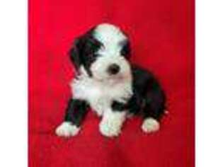 Havanese Puppy for sale in Mashpee, MA, USA