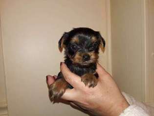 Yorkshire Terrier Puppy for sale in Bradenton, FL, USA