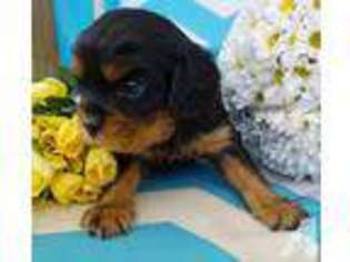 Cavalier King Charles Spaniel Puppy for sale in CAPISTRANO BEACH, CA, USA