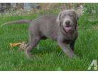 Labrador Retriever Puppy for sale in RENO, NV, USA