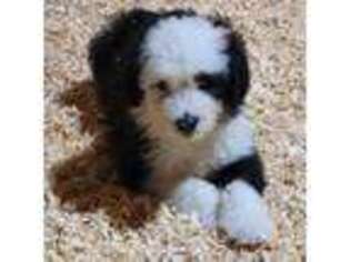 Old English Sheepdog Puppy for sale in North Judson, IN, USA