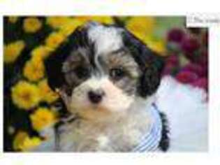 Mutt Puppy for sale in Columbia, MO, USA