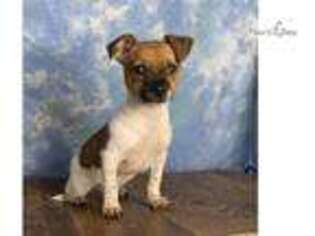Jack Russell Terrier Puppy for sale in Canton, OH, USA