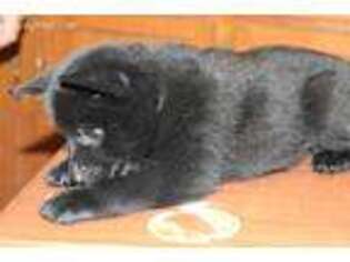 Schipperke Puppy for sale in Porterville, CA, USA