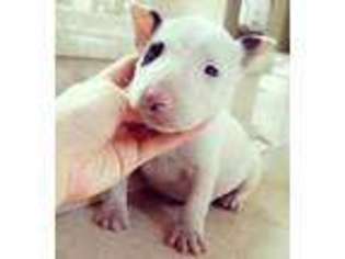 Bull Terrier Puppy for sale in Staten Island, NY, USA