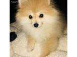 Pomeranian Puppy for sale in Kent, WA, USA