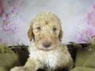Goldendoodle Puppy for sale in Jay, ME, USA