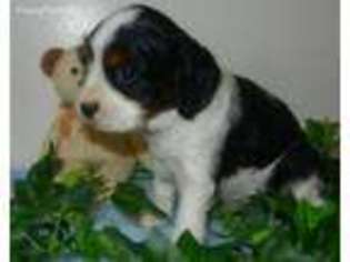 Cavalier King Charles Spaniel Puppy for sale in Scottville, MI, USA