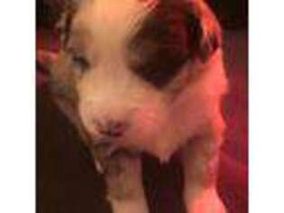 Australian Shepherd Puppy for sale in Stanwood, WA, USA