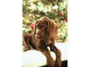 German Shorthaired Pointer Puppy for sale in Charlestown, IN, USA