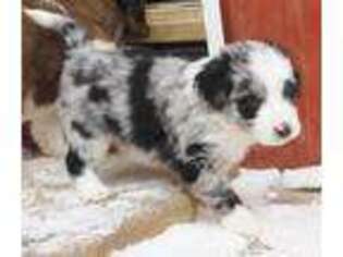 Mutt Puppy for sale in Bad Axe, MI, USA