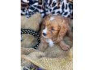 Cavapoo Puppy for sale in Mineola, TX, USA