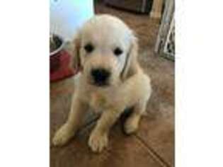 Mutt Puppy for sale in Surprise, AZ, USA