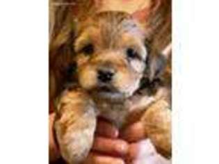 Yorkshire Terrier Puppy for sale in Marion, AR, USA