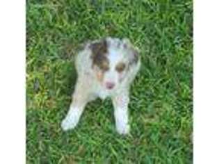 Miniature Australian Shepherd Puppy for sale in Holland, TX, USA