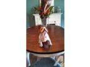 Olde English Bulldogge Puppy for sale in WILLARD, MO, USA
