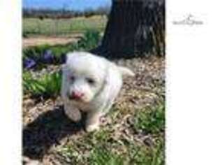 Portuguese Water Dog Puppy for sale in Saint Louis, MO, USA