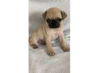 Pug Puppy for sale in Ashland, OH, USA